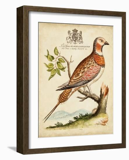 Regal Birds I-George Edwards-Framed Art Print