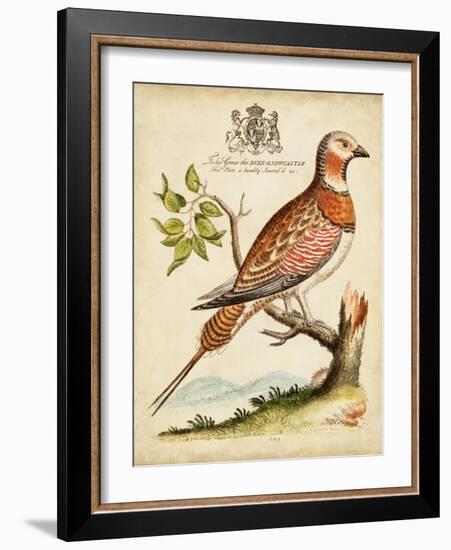 Regal Birds I-George Edwards-Framed Art Print