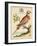 Regal Birds I-George Edwards-Framed Art Print