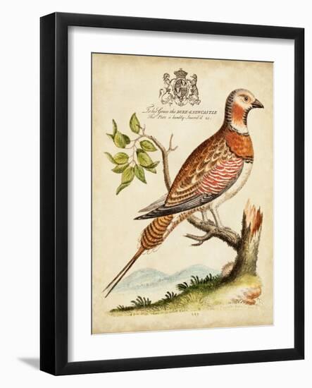 Regal Birds I-George Edwards-Framed Art Print