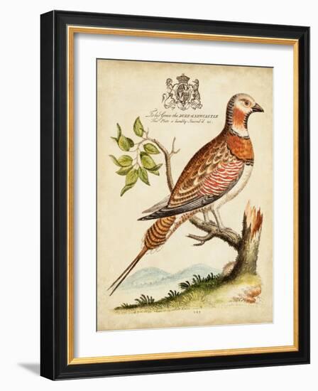 Regal Birds I-George Edwards-Framed Art Print