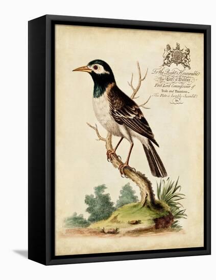 Regal Birds II-George Edwards-Framed Stretched Canvas