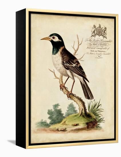 Regal Birds II-George Edwards-Framed Stretched Canvas