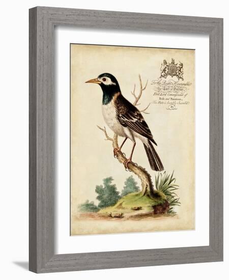 Regal Birds II-George Edwards-Framed Art Print