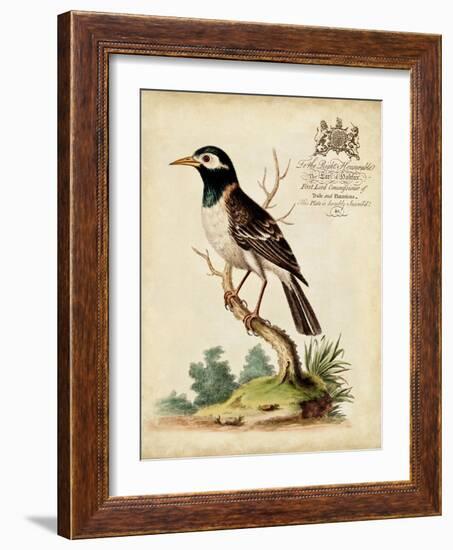 Regal Birds II-George Edwards-Framed Art Print