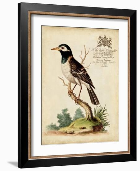 Regal Birds II-George Edwards-Framed Art Print