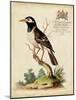 Regal Birds II-George Edwards-Mounted Art Print