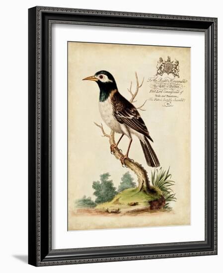 Regal Birds II-George Edwards-Framed Art Print