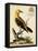 Regal Birds III-George Edwards-Framed Stretched Canvas
