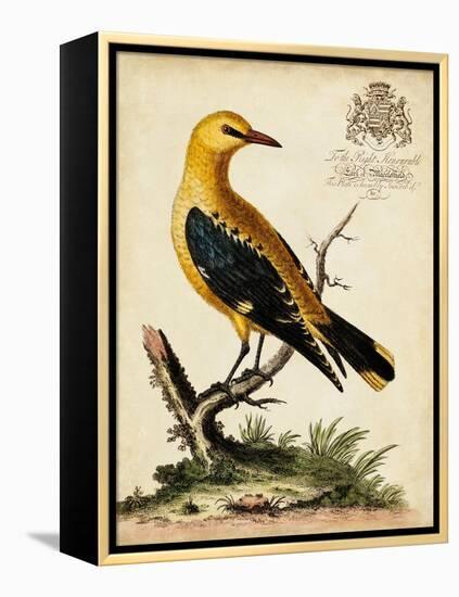 Regal Birds III-George Edwards-Framed Stretched Canvas