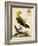 Regal Birds III-George Edwards-Framed Art Print