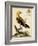 Regal Birds III-George Edwards-Framed Art Print