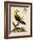 Regal Birds III-George Edwards-Framed Art Print