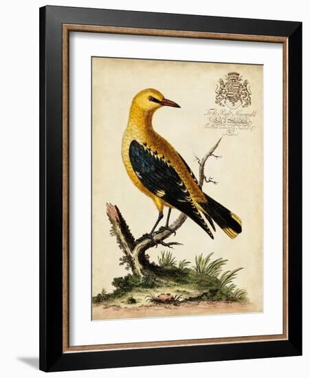 Regal Birds III-George Edwards-Framed Art Print