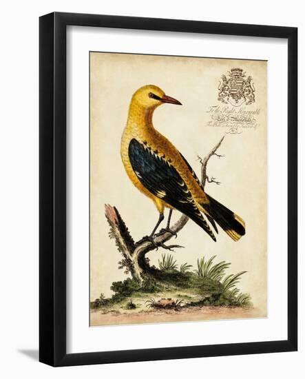 Regal Birds III-George Edwards-Framed Art Print