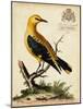 Regal Birds III-George Edwards-Mounted Art Print