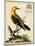 Regal Birds III-George Edwards-Mounted Art Print