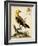 Regal Birds III-George Edwards-Framed Art Print