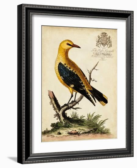 Regal Birds III-George Edwards-Framed Art Print