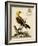 Regal Birds III-George Edwards-Framed Art Print