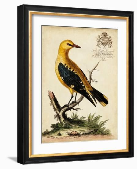 Regal Birds III-George Edwards-Framed Art Print