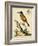 Regal Birds IV-George Edwards-Framed Art Print