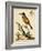 Regal Birds IV-George Edwards-Framed Art Print