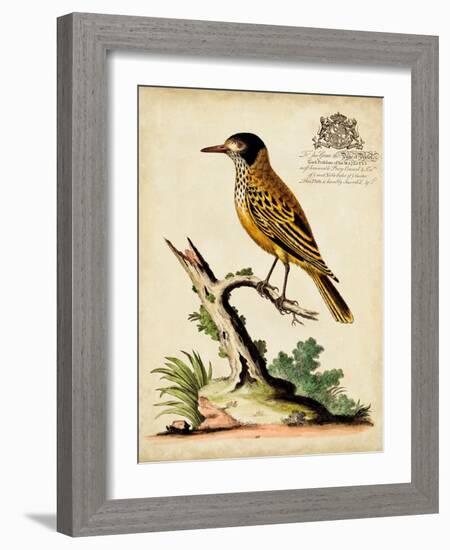 Regal Birds IV-George Edwards-Framed Art Print