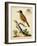 Regal Birds IV-George Edwards-Framed Art Print