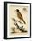 Regal Birds IV-George Edwards-Framed Art Print