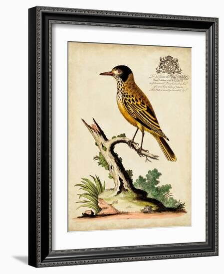 Regal Birds IV-George Edwards-Framed Art Print