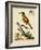 Regal Birds IV-George Edwards-Framed Art Print