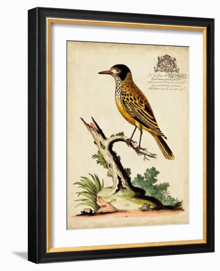 Regal Birds IV-George Edwards-Framed Art Print