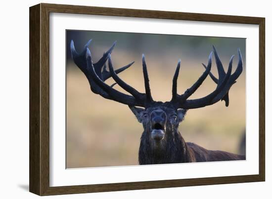 Regal Call-Staffan Widstrand-Framed Giclee Print