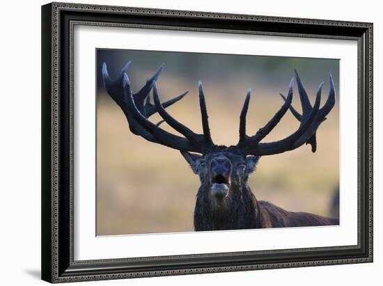 Regal Call-Staffan Widstrand-Framed Giclee Print