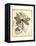 Regal Dragonfly II-Vision Studio-Framed Stretched Canvas