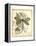 Regal Dragonfly II-Vision Studio-Framed Stretched Canvas