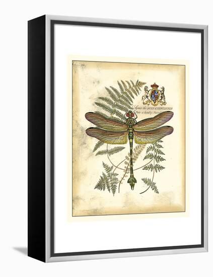 Regal Dragonfly III-Vision Studio-Framed Stretched Canvas