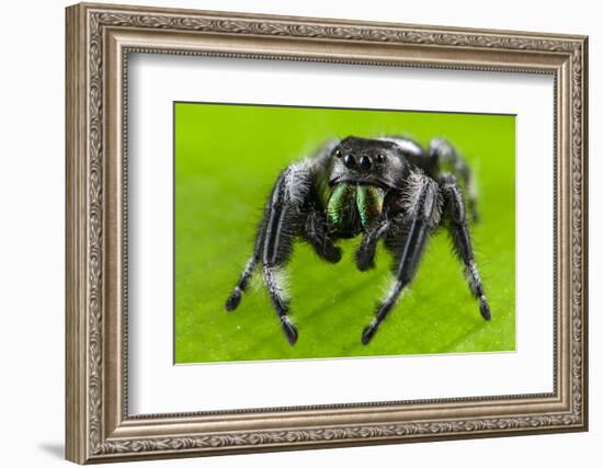 Regal jumping spider (Phidippus regius) captive male with iridescent fangs. Italy.-Emanuele Biggi-Framed Photographic Print