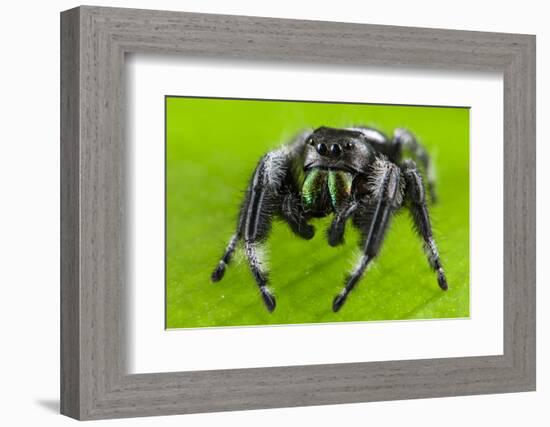 Regal jumping spider (Phidippus regius) captive male with iridescent fangs. Italy.-Emanuele Biggi-Framed Photographic Print