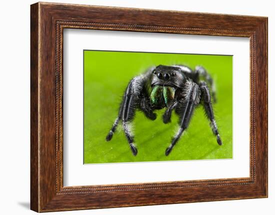 Regal jumping spider (Phidippus regius) captive male with iridescent fangs. Italy.-Emanuele Biggi-Framed Photographic Print