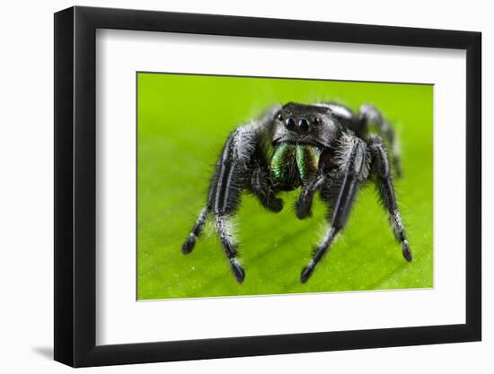 Regal jumping spider (Phidippus regius) captive male with iridescent fangs. Italy.-Emanuele Biggi-Framed Photographic Print