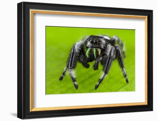 Regal jumping spider (Phidippus regius) captive male with iridescent fangs. Italy.-Emanuele Biggi-Framed Photographic Print