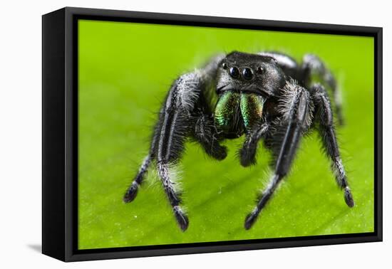 Regal jumping spider (Phidippus regius) captive male with iridescent fangs. Italy.-Emanuele Biggi-Framed Premier Image Canvas