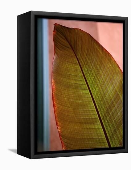 Regal Leaf I-Nicole Katano-Framed Stretched Canvas