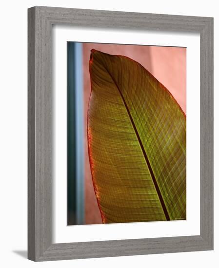 Regal Leaf I-Nicole Katano-Framed Photo
