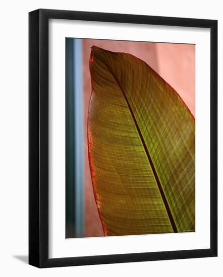 Regal Leaf I-Nicole Katano-Framed Photo