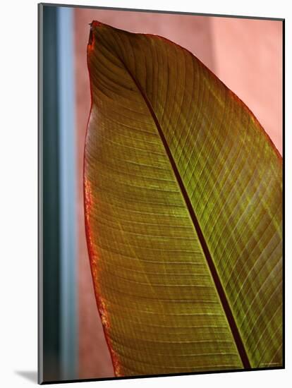 Regal Leaf I-Nicole Katano-Mounted Photo