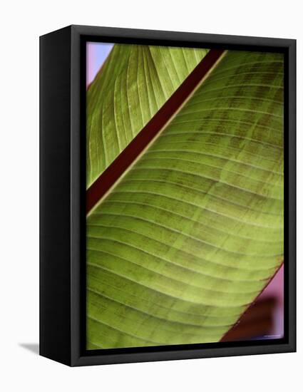 Regal Leaf II-Nicole Katano-Framed Stretched Canvas