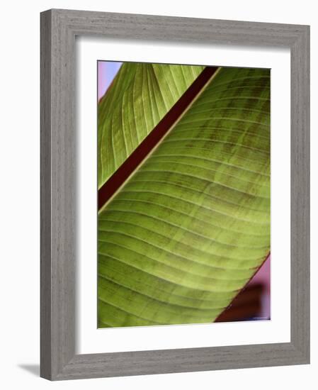 Regal Leaf II-Nicole Katano-Framed Photo